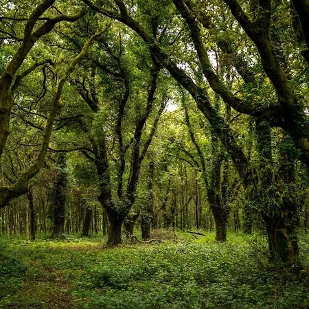 O Casal Arbores * Santiago de Compostela