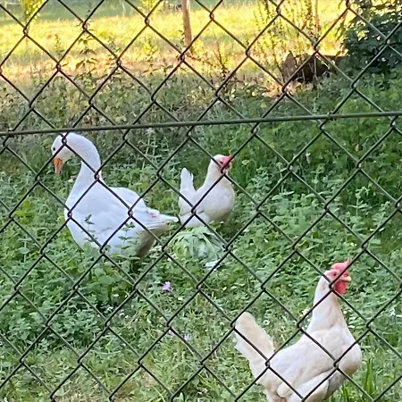 O Casal Arbores Villa